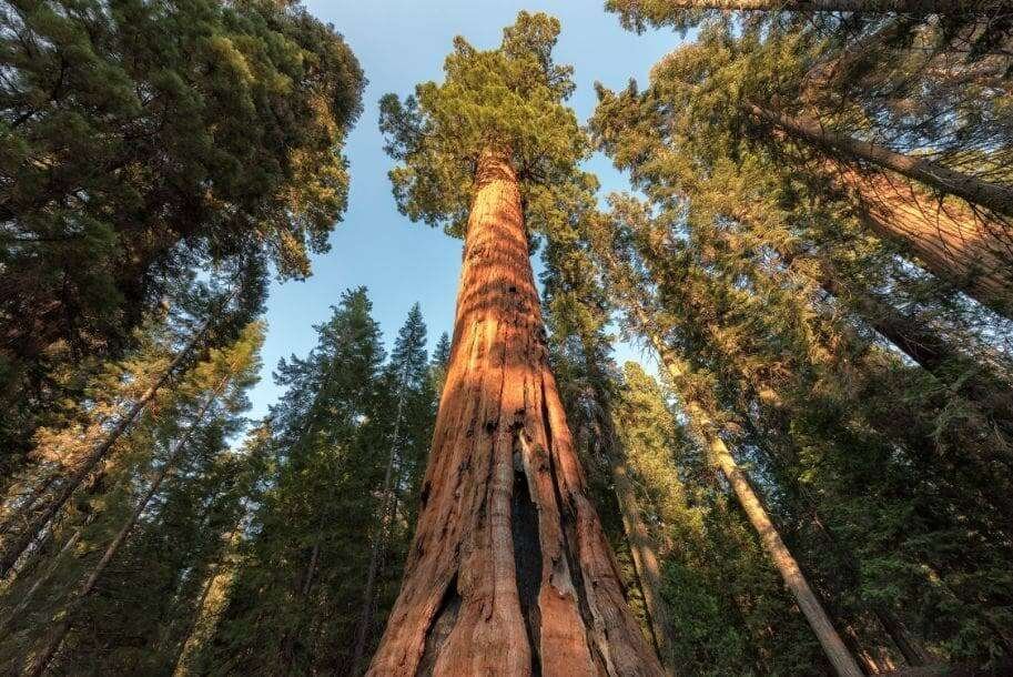 Giant-Sequoia-Tree