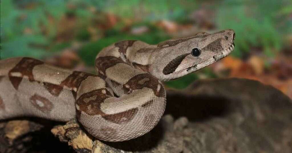 A-Boa-Constrictor