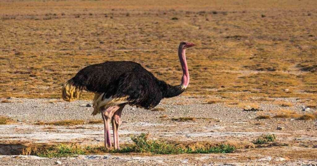 A-Male-Ostrich