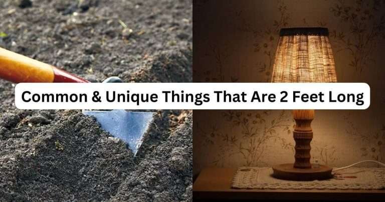 Things-That-are-2-feet-long