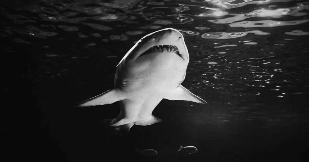 Great-White-Shark