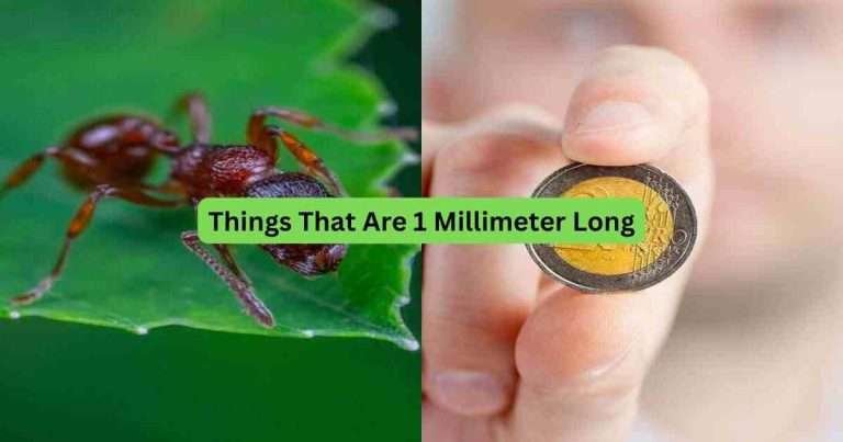11-Things-That-Are-1-Millimeter-Long