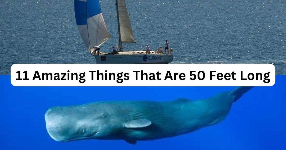 Things-That-Are-50-Feet-Long