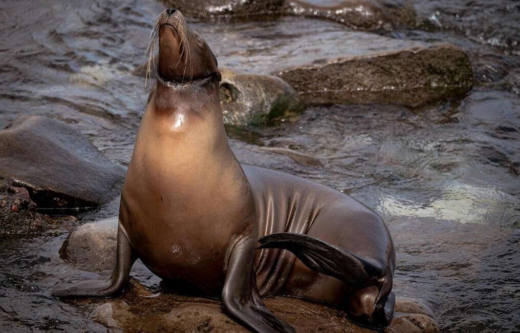 sea-lion