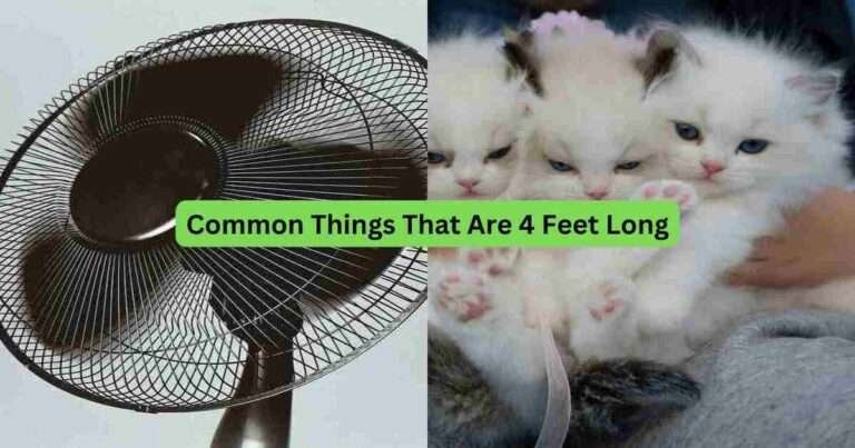 15-Common-Things-That-Are-4-Feet-Long