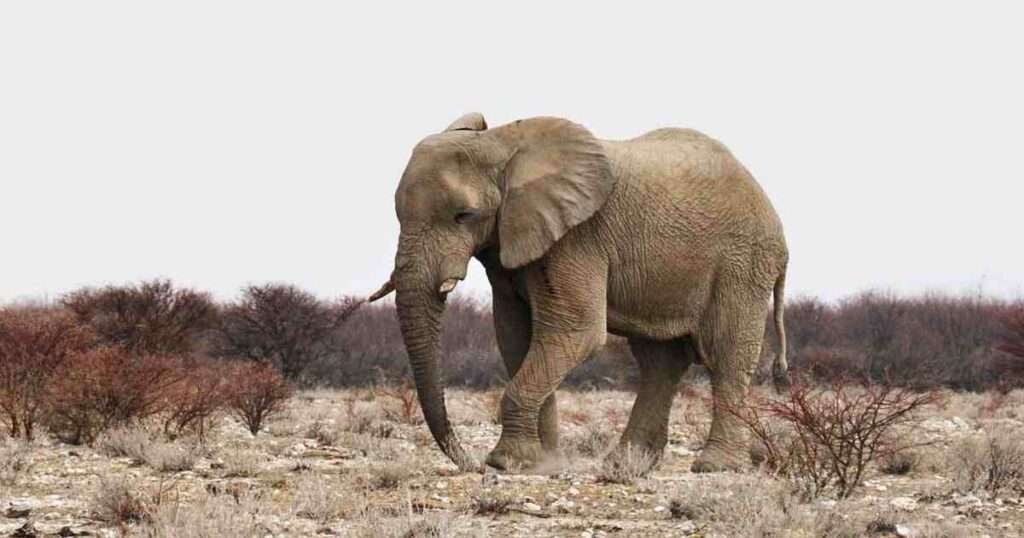 African-Elephant