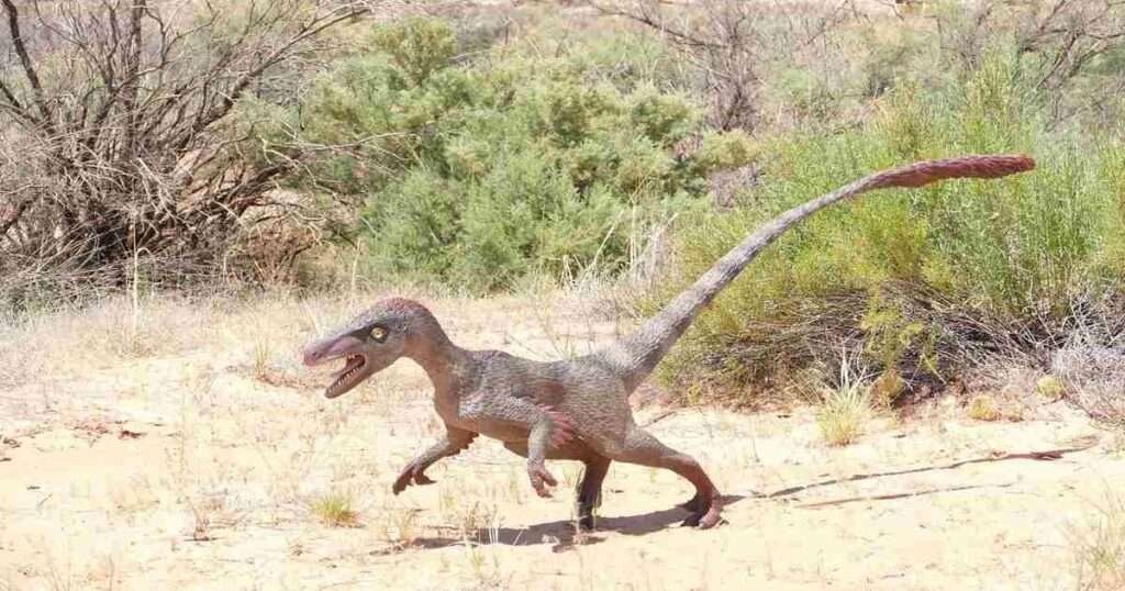 Velociraptor